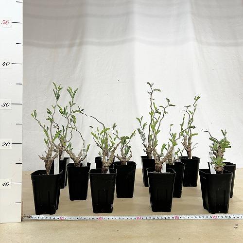 塊根植物 センナ メリディオナリス 3号角鉢(個体おまかせ1鉢