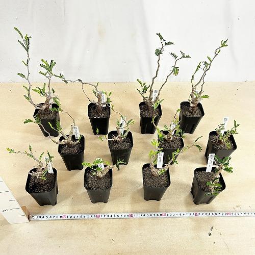 塊根植物 センナ メリディオナリス 3号角鉢(個体おまかせ1鉢