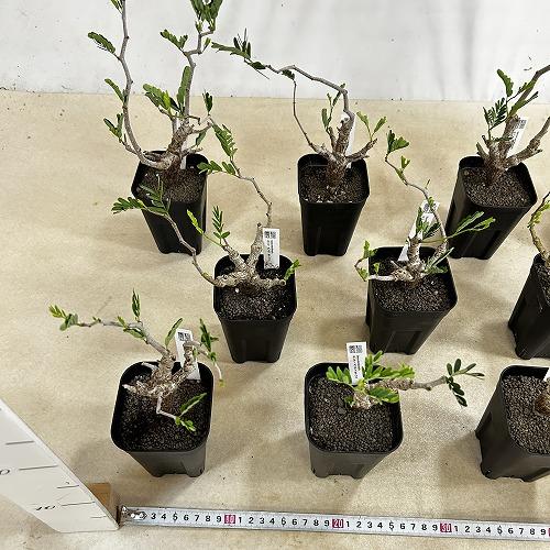 塊根植物 センナ メリディオナリス 3号角鉢(個体おまかせ1鉢