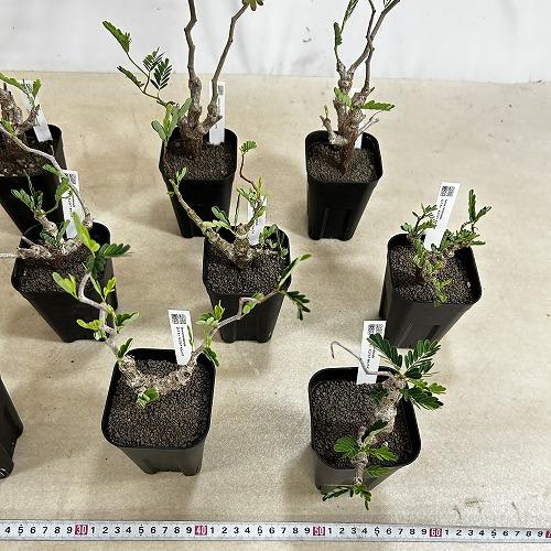 塊根植物 センナ メリディオナリス 3号角鉢(個体おまかせ1鉢