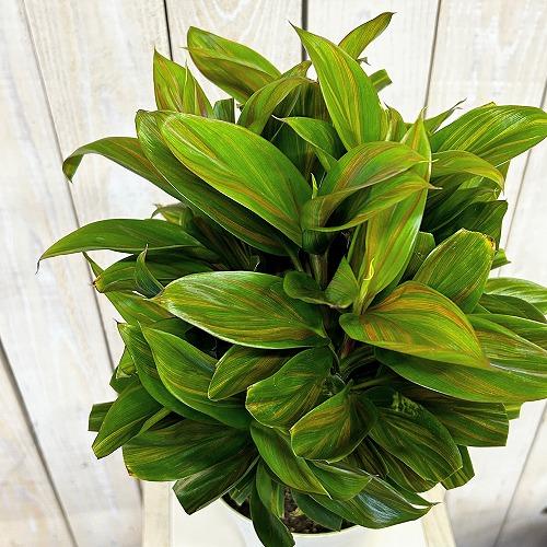 観葉植物 コルジリネ フルティコサ ブランデーライム 5号鉢(個体