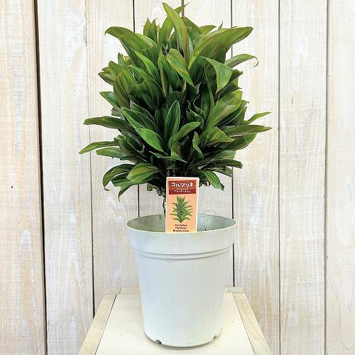 観葉植物 コルジリネ フルティコサ ブランデーライム 5号鉢(個体 