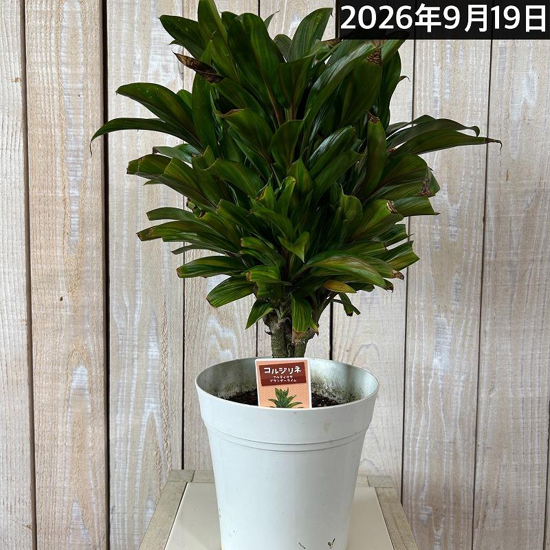 観葉植物 コルジリネ フルティコサ ブランデーライム 5号鉢(個体