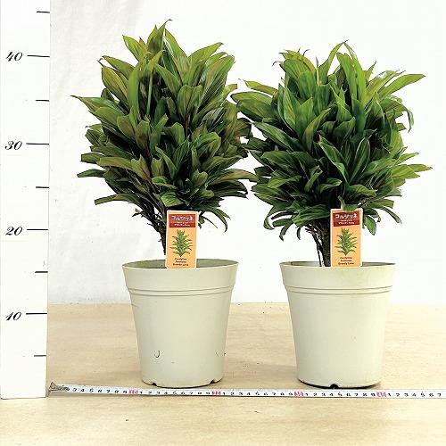 観葉植物 コルジリネ フルティコサ ブランデーライム 5号鉢(個体