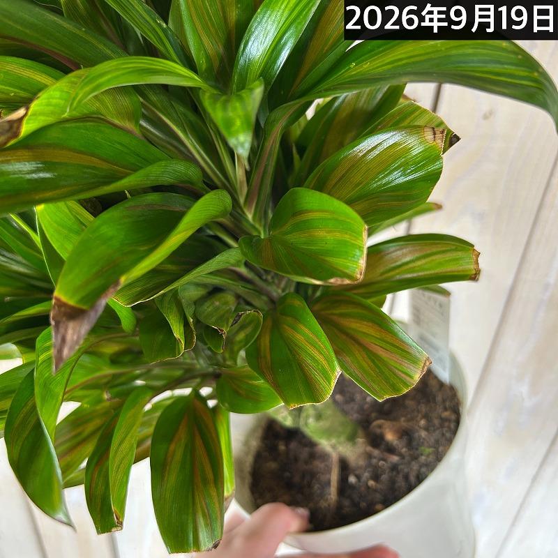 観葉植物 コルジリネ フルティコサ ブランデーライム 5号鉢(個体