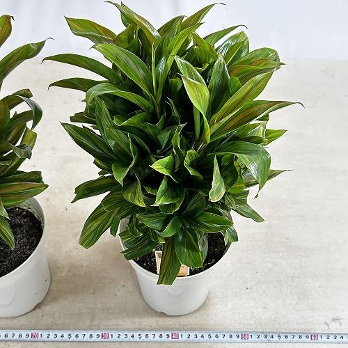 観葉植物 コルジリネ フルティコサ ブランデーライム 5号鉢(個体