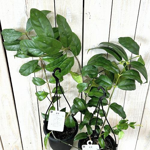 観葉植物 ホヤ カンパニュラータ 4号吊り鉢(個体おまかせ1鉢