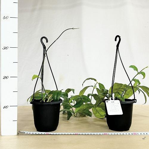 観葉植物 ホヤ カンパニュラータ 4号吊り鉢(個体おまかせ1鉢