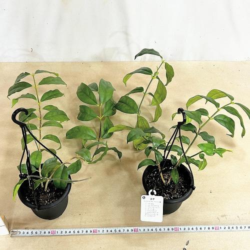 観葉植物 ホヤ カンパニュラータ 4号吊り鉢(個体おまかせ1鉢