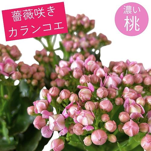 【訳あり】薔薇咲きカランコエ モアフラワーズパリ 濃いピンク 3.5号鉢(個体おまかせ1鉢)　多肉植物 インテリアグリーン 室内園芸 おしゃれ 可愛い かわいい | 