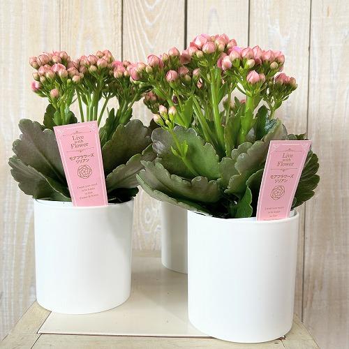 【訳あり】薔薇咲きカランコエ モアフラワーズパリ 濃いピンク 3.5号鉢(個体おまかせ1鉢)　多肉植物 インテリアグリーン 室内園芸 おしゃれ 可愛い かわいい |  | 01