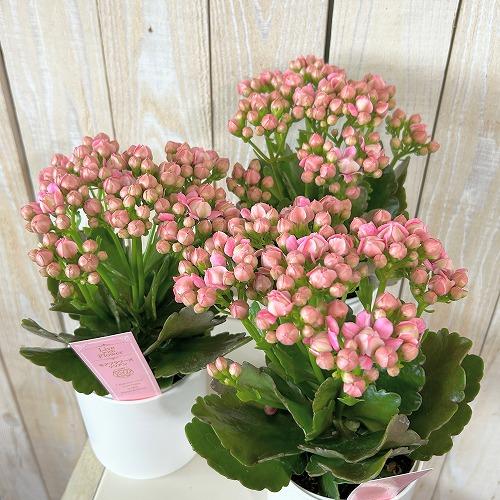 【訳あり】薔薇咲きカランコエ モアフラワーズパリ 濃いピンク 3.5号鉢(個体おまかせ1鉢)　多肉植物 インテリアグリーン 室内園芸 おしゃれ 可愛い かわいい |  | 02