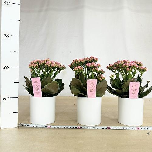 【訳あり】薔薇咲きカランコエ モアフラワーズパリ 濃いピンク 3.5号鉢(個体おまかせ1鉢)　多肉植物 インテリアグリーン 室内園芸 おしゃれ 可愛い かわいい |  | 03