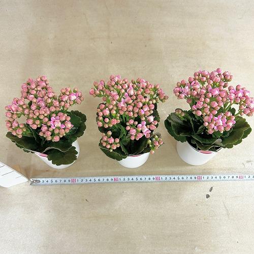 【訳あり】薔薇咲きカランコエ モアフラワーズパリ 濃いピンク 3.5号鉢(個体おまかせ1鉢)　多肉植物 インテリアグリーン 室内園芸 おしゃれ 可愛い かわいい |  | 04