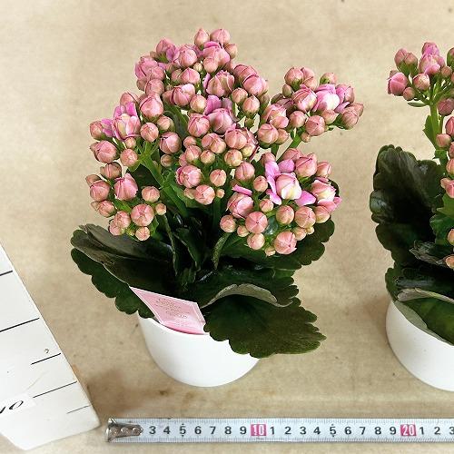 【訳あり】薔薇咲きカランコエ モアフラワーズパリ 濃いピンク 3.5号鉢(個体おまかせ1鉢)　多肉植物 インテリアグリーン 室内園芸 おしゃれ 可愛い かわいい |  | 05