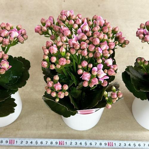 【訳あり】薔薇咲きカランコエ モアフラワーズパリ 濃いピンク 3.5号鉢(個体おまかせ1鉢)　多肉植物 インテリアグリーン 室内園芸 おしゃれ 可愛い かわいい |  | 06