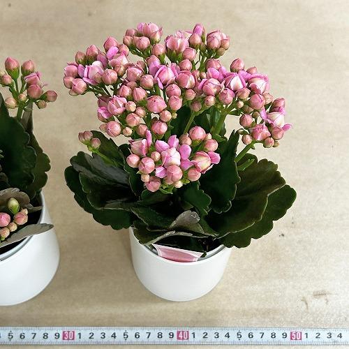 【訳あり】薔薇咲きカランコエ モアフラワーズパリ 濃いピンク 3.5号鉢(個体おまかせ1鉢)　多肉植物 インテリアグリーン 室内園芸 おしゃれ 可愛い かわいい |  | 07