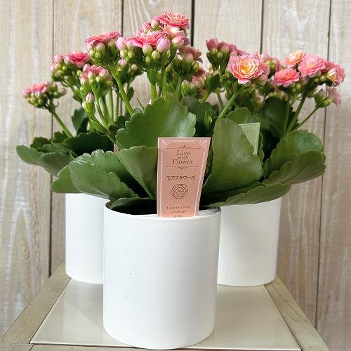 多肉植物 薔薇咲きカランコエ モアフラワーズパリ 薄いピンク 3.5号鉢