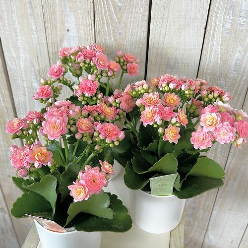多肉植物　薔薇咲きカランコエ モアフラワーズパリ 薄いピンク 3.5号鉢(個体おまかせ1鉢)　インテリアグリーン 室内園芸 おしゃれ 可愛い かわいい |  | 02
