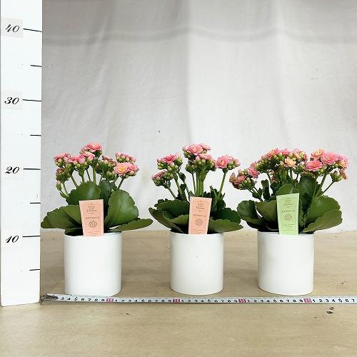 多肉植物　薔薇咲きカランコエ モアフラワーズパリ 薄いピンク 3.5号鉢(個体おまかせ1鉢)　インテリアグリーン 室内園芸 おしゃれ 可愛い かわいい |  | 03