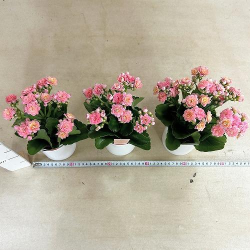多肉植物　薔薇咲きカランコエ モアフラワーズパリ 薄いピンク 3.5号鉢(個体おまかせ1鉢)　インテリアグリーン 室内園芸 おしゃれ 可愛い かわいい |  | 04