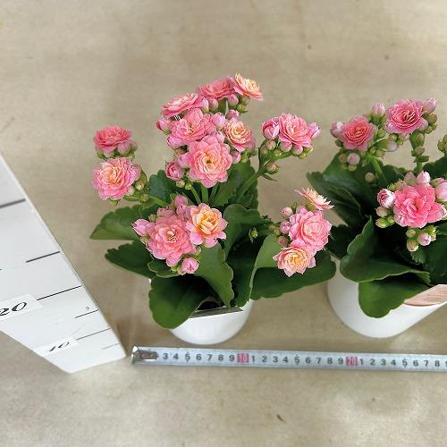 多肉植物　薔薇咲きカランコエ モアフラワーズパリ 薄いピンク 3.5号鉢(個体おまかせ1鉢)　インテリアグリーン 室内園芸 おしゃれ 可愛い かわいい |  | 05