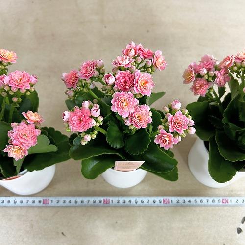 多肉植物　薔薇咲きカランコエ モアフラワーズパリ 薄いピンク 3.5号鉢(個体おまかせ1鉢)　インテリアグリーン 室内園芸 おしゃれ 可愛い かわいい |  | 06