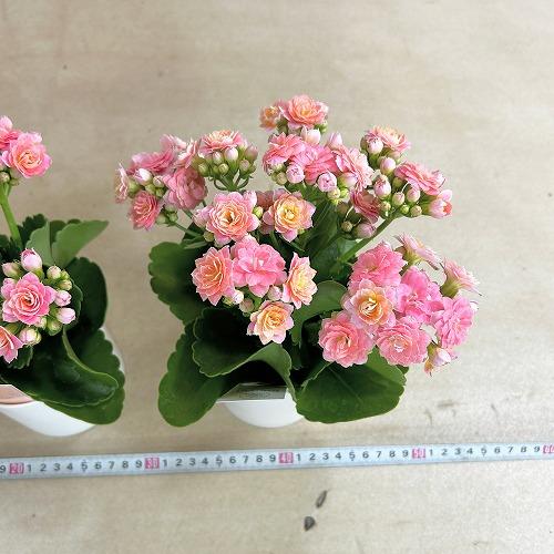 多肉植物　薔薇咲きカランコエ モアフラワーズパリ 薄いピンク 3.5号鉢(個体おまかせ1鉢)　インテリアグリーン 室内園芸 おしゃれ 可愛い かわいい |  | 07