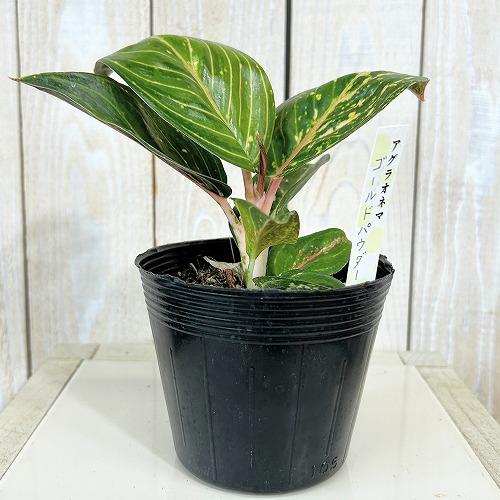 観葉植物 アグラオネマ ゴールドパウダー 3.5号ポット(個体おまかせ1鉢
