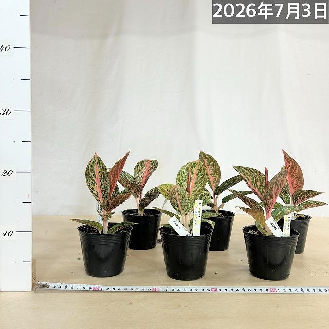 観葉植物 アグラオネマ ゴールドパウダー 3.5号ポット(個体おまかせ1鉢
