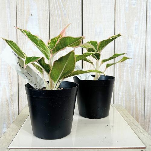観葉植物　アグラオネマ サイアムポイチョムプー 3号硬質ポット(個体おまかせ1鉢)　インテリアグリーン 室内園芸 おしゃれ 可愛い かわいい |  | 01