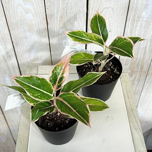 観葉植物　アグラオネマ サイアムポイチョムプー 3号硬質ポット(個体おまかせ1鉢)　インテリアグリーン 室内園芸 おしゃれ 可愛い かわいい |  | 02