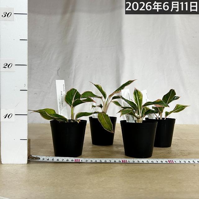 観葉植物　アグラオネマ サイアムポイチョムプー 3号硬質ポット(個体おまかせ1鉢)　インテリアグリーン 室内園芸 おしゃれ 可愛い かわいい |  | 03