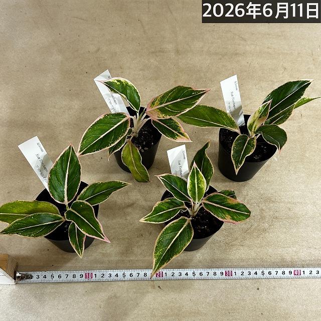 観葉植物　アグラオネマ サイアムポイチョムプー 3号硬質ポット(個体おまかせ1鉢)　インテリアグリーン 室内園芸 おしゃれ 可愛い かわいい |  | 04