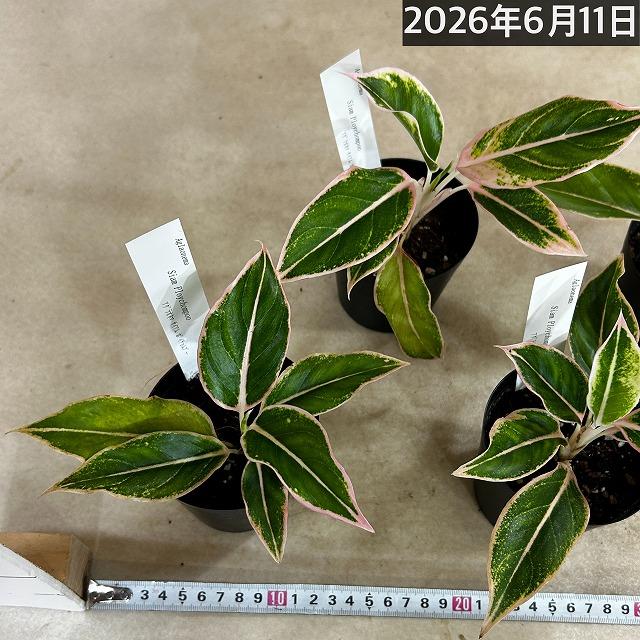 観葉植物　アグラオネマ サイアムポイチョムプー 3号硬質ポット(個体おまかせ1鉢)　インテリアグリーン 室内園芸 おしゃれ 可愛い かわいい |  | 05
