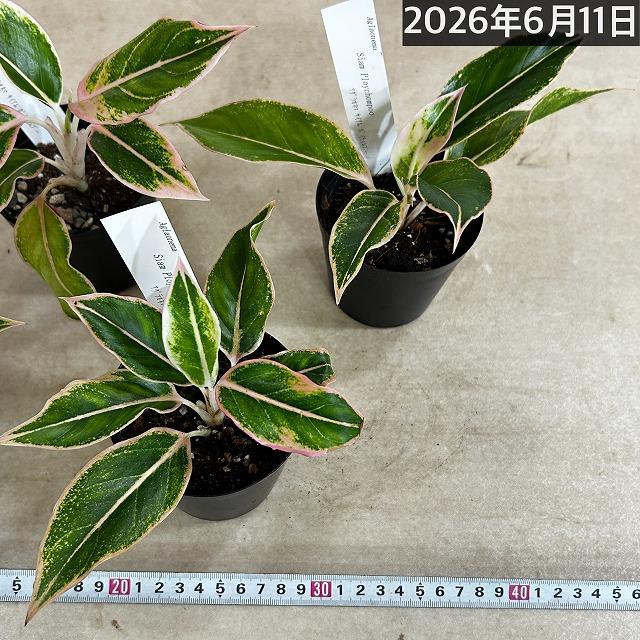 観葉植物　アグラオネマ サイアムポイチョムプー 3号硬質ポット(個体おまかせ1鉢)　インテリアグリーン 室内園芸 おしゃれ 可愛い かわいい |  | 06