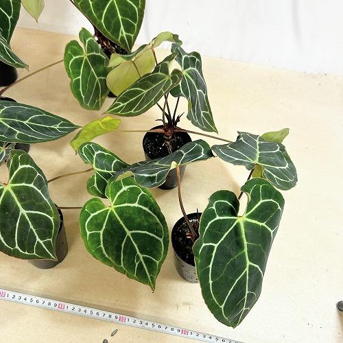 観葉植物　アンスリウム クリスタリナム(茎・縁赤タイプ) 3号ロング硬質ポット(個体おまかせ1鉢)　インテリアグリーン 室内園芸 おしゃれ 可愛い かわいい |  | 10