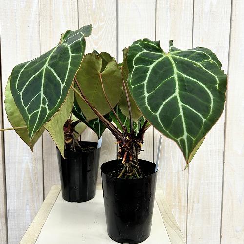 観葉植物　アンスリウム クリスタリナム(茎・縁赤タイプ) 3号ロング硬質ポット(個体おまかせ1鉢)　インテリアグリーン 室内園芸 おしゃれ 可愛い かわいい |  | 01