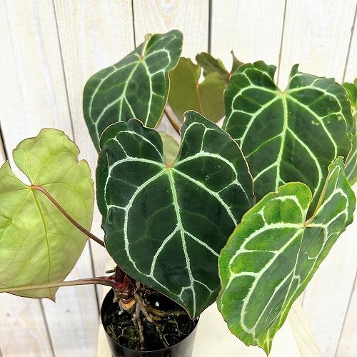 観葉植物　アンスリウム クリスタリナム(茎・縁赤タイプ) 3号ロング硬質ポット(個体おまかせ1鉢)　インテリアグリーン 室内園芸 おしゃれ 可愛い かわいい |  | 02