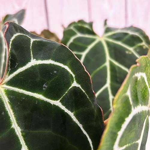 観葉植物　アンスリウム クリスタリナム(茎・縁赤タイプ) 3号ロング硬質ポット(個体おまかせ1鉢)　インテリアグリーン 室内園芸 おしゃれ 可愛い かわいい |  | 03