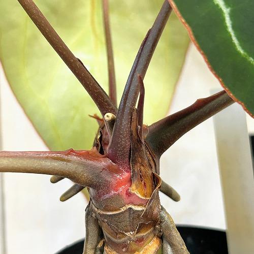 観葉植物　アンスリウム クリスタリナム(茎・縁赤タイプ) 3号ロング硬質ポット(個体おまかせ1鉢)　インテリアグリーン 室内園芸 おしゃれ 可愛い かわいい |  | 04