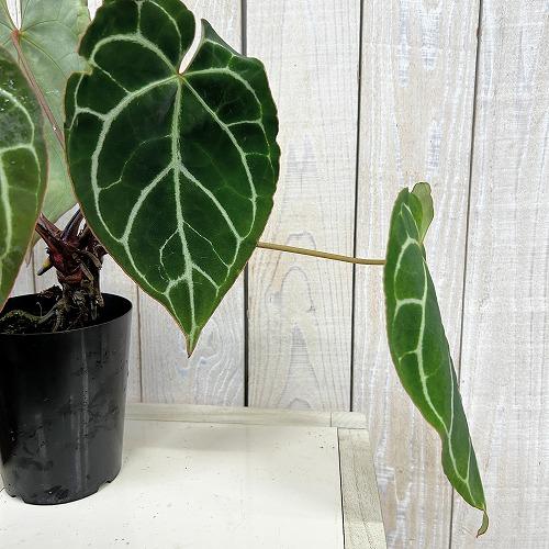 観葉植物　アンスリウム クリスタリナム(茎・縁赤タイプ) 3号ロング硬質ポット(個体おまかせ1鉢)　インテリアグリーン 室内園芸 おしゃれ 可愛い かわいい |  | 05