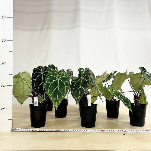 観葉植物　アンスリウム クリスタリナム(茎・縁赤タイプ) 3号ロング硬質ポット(個体おまかせ1鉢)　インテリアグリーン 室内園芸 おしゃれ 可愛い かわいい |  | 06