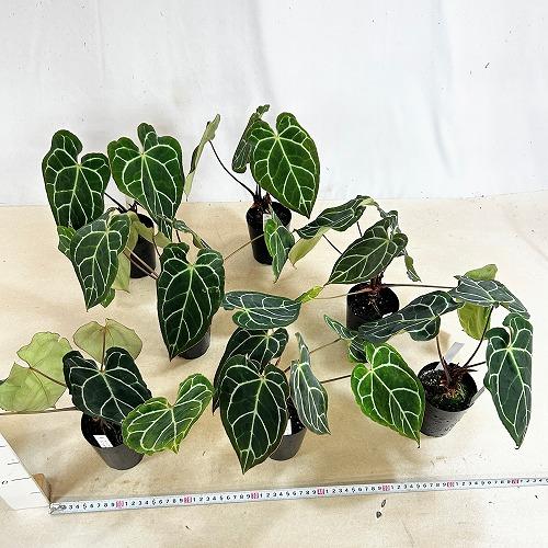 観葉植物　アンスリウム クリスタリナム(茎・縁赤タイプ) 3号ロング硬質ポット(個体おまかせ1鉢)　インテリアグリーン 室内園芸 おしゃれ 可愛い かわいい |  | 07