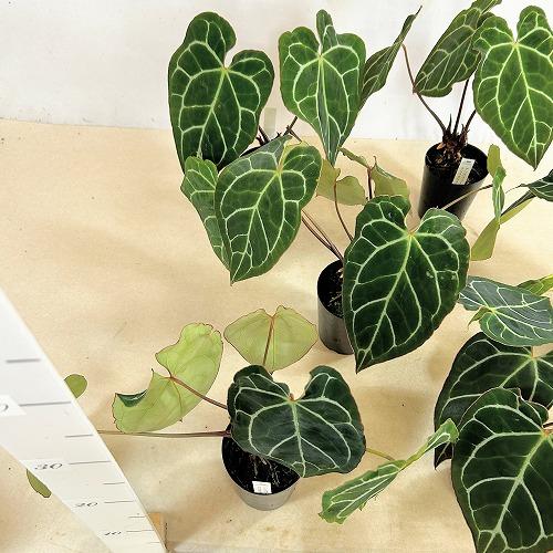 観葉植物　アンスリウム クリスタリナム(茎・縁赤タイプ) 3号ロング硬質ポット(個体おまかせ1鉢)　インテリアグリーン 室内園芸 おしゃれ 可愛い かわいい |  | 08