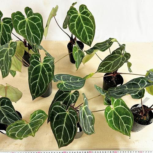 観葉植物　アンスリウム クリスタリナム(茎・縁赤タイプ) 3号ロング硬質ポット(個体おまかせ1鉢)　インテリアグリーン 室内園芸 おしゃれ 可愛い かわいい |  | 09