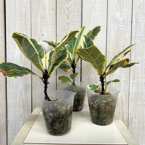 観葉植物 【葉傷みあり】斑入りカシワバゴム(フィカス リラ−タ