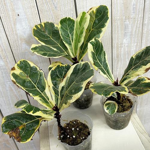 観葉植物 【葉傷みあり】斑入りカシワバゴム(フィカス リラ−タ