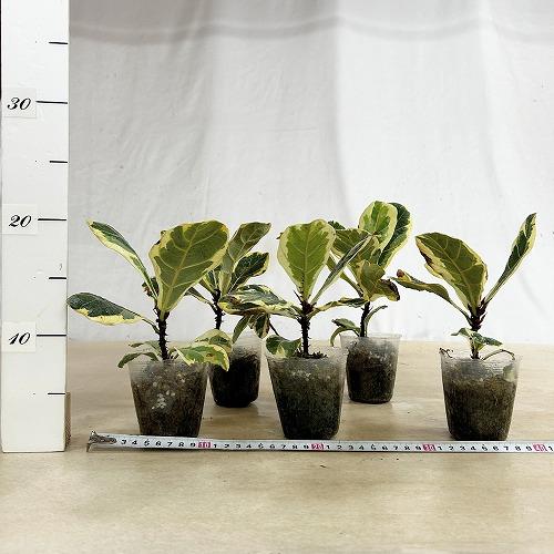 観葉植物 【葉傷みあり】斑入りカシワバゴム(フィカス リラ−タ