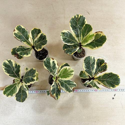 観葉植物 【葉傷みあり】斑入りカシワバゴム(フィカス リラ−タ